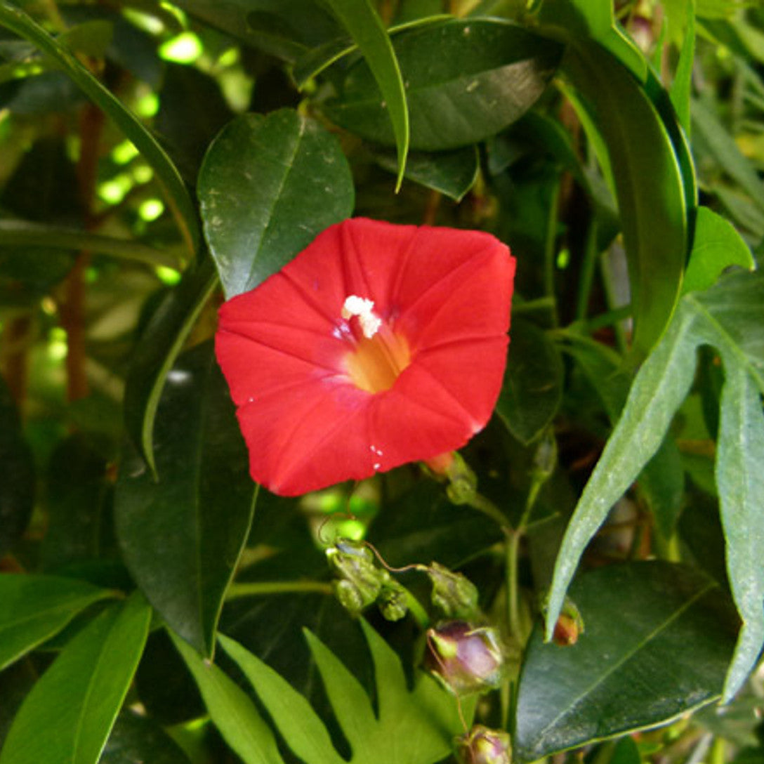 Heirloom (Heirloom scientific name) for planting in garden